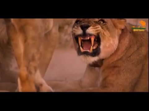 Видео: Wild Fauna / Необычный прайд / Львы пустыни