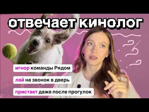 Видео: Лай на дверь, игнор Рядом, приставучесть: ответы КИНОЛОГА на ВАШИ вопросы