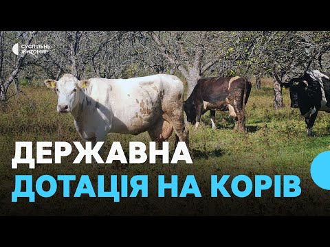 Видео: Державна дотація на корів, кіз і овець: умови виплат за тварин на Житомирщині