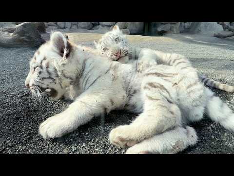 Видео: Такая прелесть!! Малыши белого тигра в Японии!! | TOBU ZOO🐯