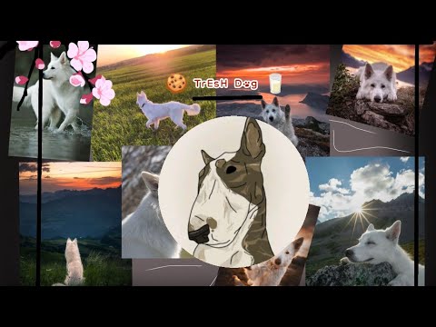 Видео: Бумажные собаки собираю заказ тг# 🍪 TrEsH Dog 🥛
