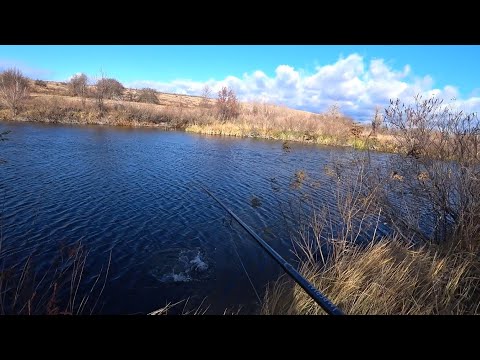 Видео: Уже не знаем ГДЕ искать эту РЫБУ...