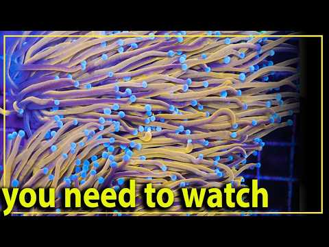 Видео: Посмотрите это, прежде чем покупать коралловый факел