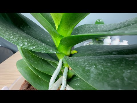 Видео: лучший стимулятор к цветению орхидей // год тестов
