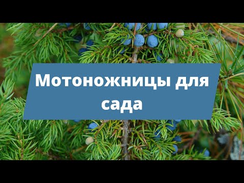 Видео: ЛУЧШИЙ ПОМОЩНИК ДЛЯ ДАЧИ | Обзор на мотоножницы STIHL HSA 26