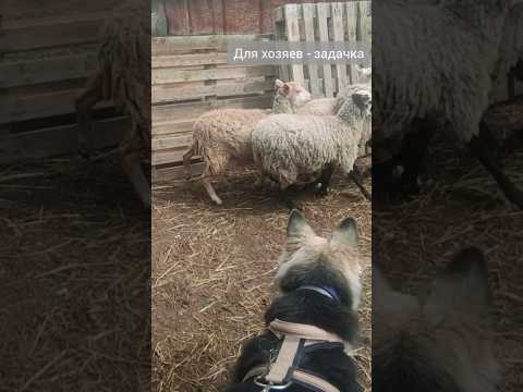 Видео: Пастьба овец в Казани