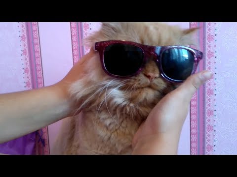 Видео: ТАГ:МОЯТ ДОМАШЕН ЛЮБИМЕЦ