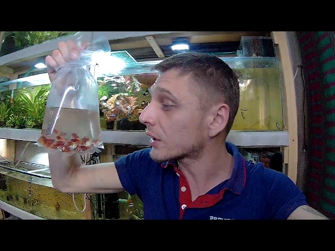 Видео: ПЛАВНИКОВАЯ ГНИЛЬ!!!