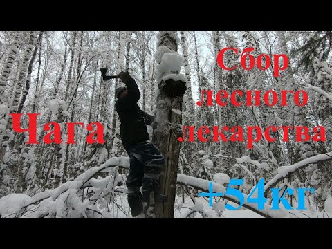 Видео: Сбор чаги на мотособаке с товарищем