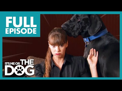 Видео: Огромные доги сеют хаос везде, куда бы ни пошли! | Полный эпизод в США | Либо я, либо собака