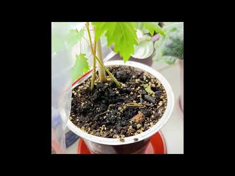 Видео: Виноград из косточки в квартире  Первые пол года. Результат