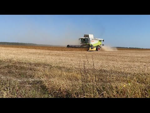 Видео: Жнива сої 2024‼️комбайном CLAAS LEXION 580‼️