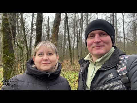 Видео: 28. Прогулка по лесу. Хотели вешенки, а нашли чагу! 