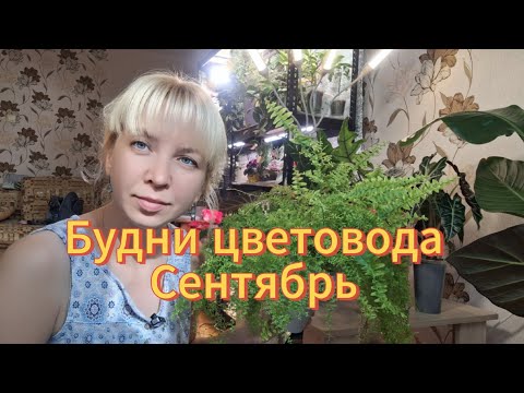 Видео: Будни цветовода. Сентябрь 