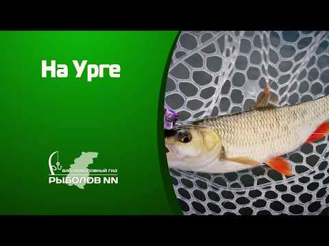 Видео: В погоне за голавлём. На Урге с ультралайтом.
