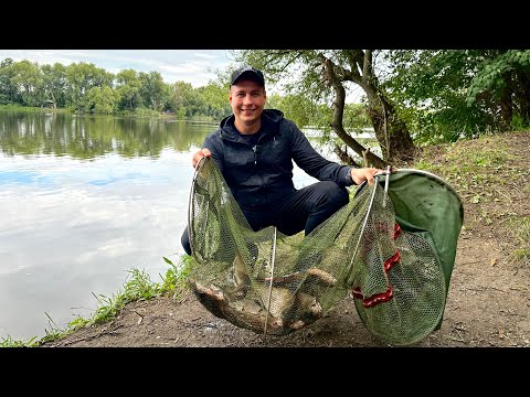 Видео: РЫБАЛКА В АВГУСТЕ НА МОСКВЕ-РЕКЕ 2024