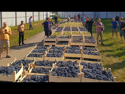 Видео: Дубовые бочки и виноград!!