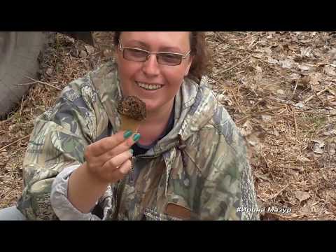 Видео: Весенние грибы - сморчок конический, сморчок настоящий и сморчковая шапочка.