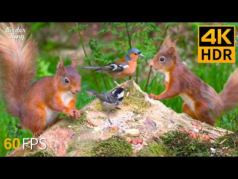 Видео: КОШКА ТВ 😻🐦 Красота белок и птиц 🐿 4K HDR