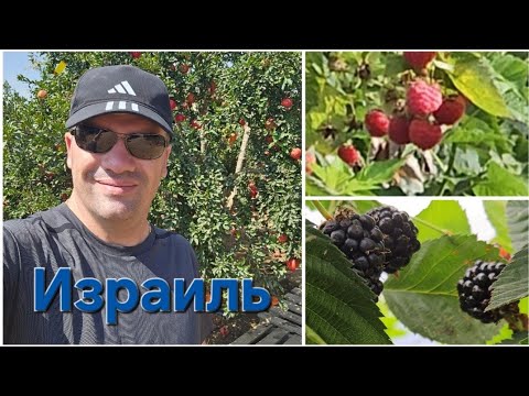 Видео: ИЗРАИЛЬ 