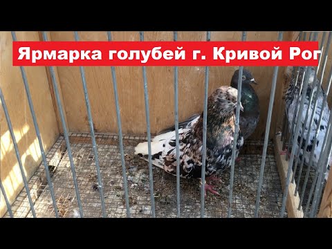 Видео: Ярмарка голубей г. Кривой Рог 27.04.2024.