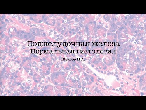 Видео: Поджелудочная железа. Нормальная гистология