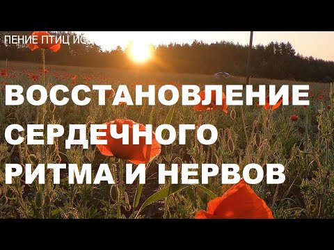 Видео: ПОЮЩИЕ ЖАВОРОНКИ.РАССВЕТ НА МАКОВОМ ПОЛЕ.ПЕНИЕ ОТЛИЧНО ВОССТАНАВЛИВАЕТ НЕРВНУЮ СИСТЕМУ И ДАВЛЕНИЕ