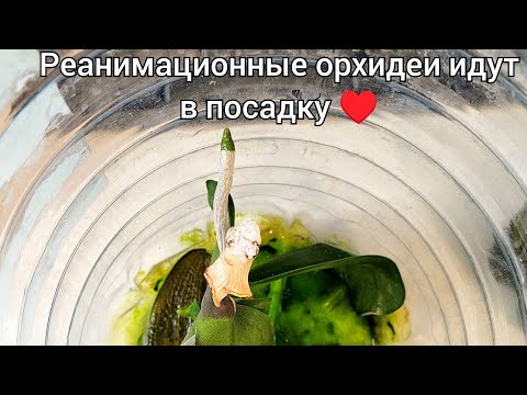 Видео: Деточка от реанимационной орхидеи идёт в посадку. Успешное наращивание корней у орхидеи с НУЛЯ