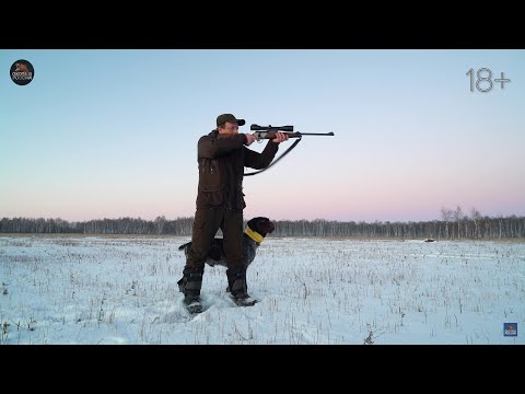 Видео: Загонная ОХОТА на КАБАНА и КОСУЛЮ