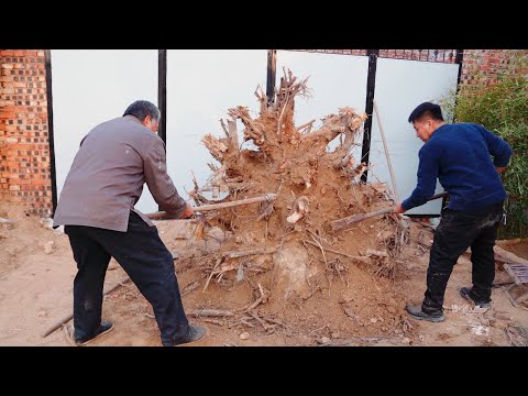 Видео: Взял большой корень дерева и превратил его в большой стол с множеством ножек, это потрясающе