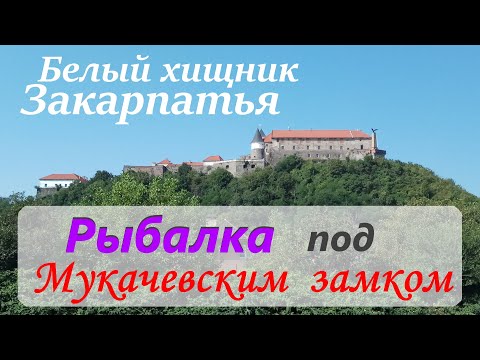 Видео: Белый хищник Закарпатья. Рыбалка под Мукачевским замком