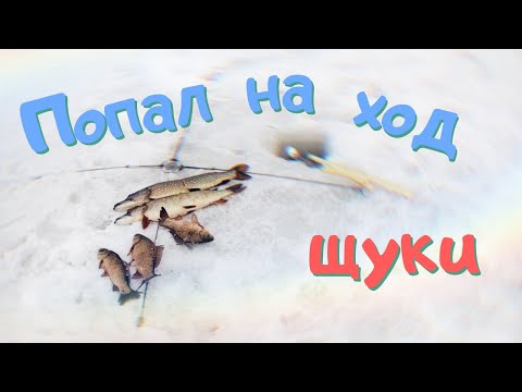 Видео: Рыбалка на "ХАПУГУ-ХЛОПОК". Ловля крупного карася и щуки зимой. ГЛУХОЗИМЬЕ?! НЕ, НЕ СЛЫШАЛ!