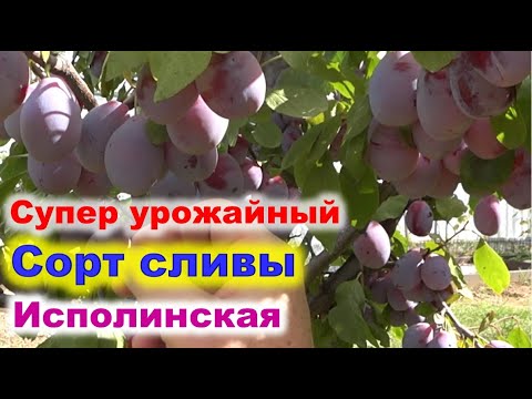 Видео: 3 ведра плодов с 4 летней сливы. Очень урожаайный сорт сливы Исполинская