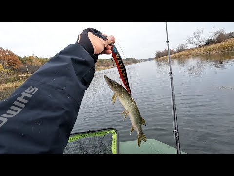 Видео: Прогреваю Shimano Exsence DC на крупновобах.