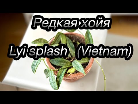 Видео: Редкая хойя - Lyi splash (Vietnam)