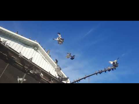 Видео: 29 октября 2025 г.