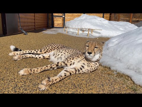 Видео: Гепард загорает на солнце. Герда открыла пляжный сезон