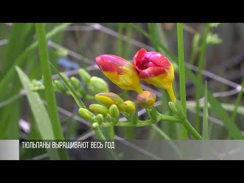 Видео: Цветов на праздники хватит всем