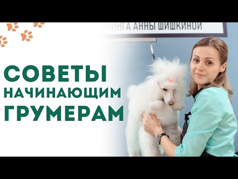 Видео: Советы начинающим грумерам