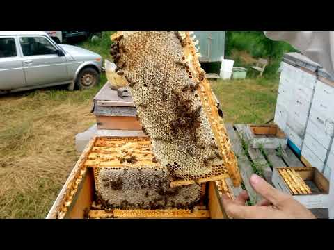 Видео: Акация 2020 плохой взяток, а малоформатники сработали отлично  Отбор рамок на откачку