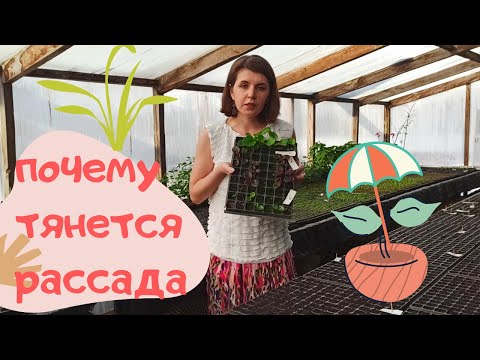 Видео: Почему вытягивается рассада и как с этим бороться. Обзор рассады, посеянной в предыдущих видео.