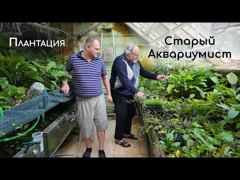 Видео: Плантация Старый Аквариумист. Про аквариумные растения