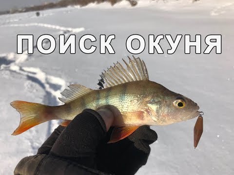 Видео: Рыбалка Поиск Окуня