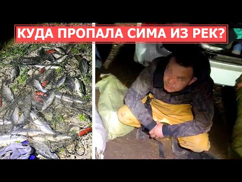 Видео: СПЕЦРЕП: Браконьерская сима. Как нелегальная рыба попадает на прилавки?