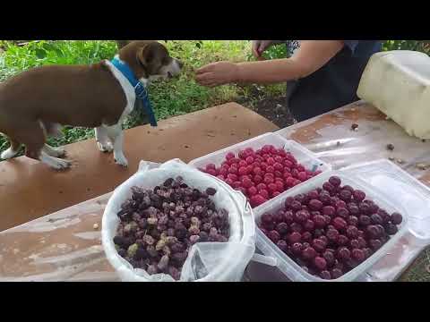 Видео: ИЮНЬ НА ДАЧЕ. МЕЧТЫ СБЫВАЮТСЯ!