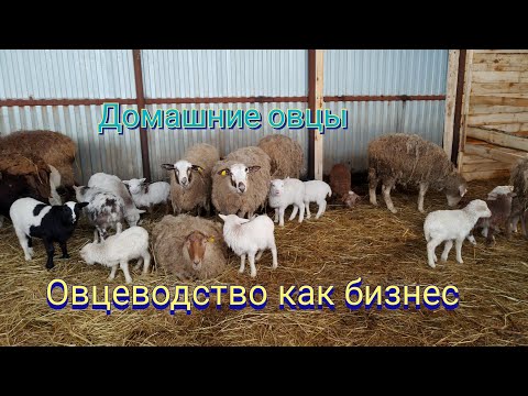 Видео: Домашнее овцеводство|Окот овец|Бизнес в деревне