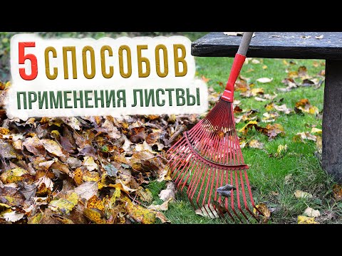 Видео: Как использовать опавшие листья деревьев? Использование опавшей листвы для компоста и мульчи