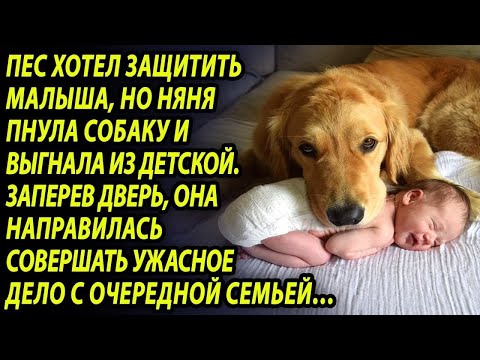 Видео: Пёс постоянно лаял на няню и хозяйка прикрепила камеру.  Запись шокировала всех
