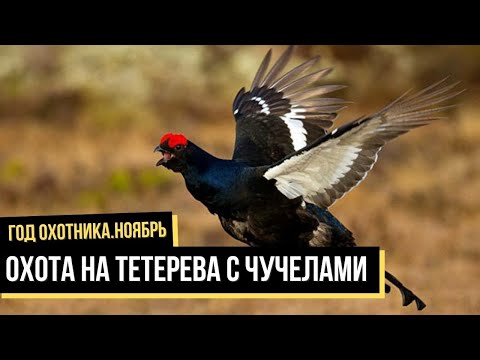Видео: Охота на тетерева с чучелами, Ноябрь / Год охотника / #8