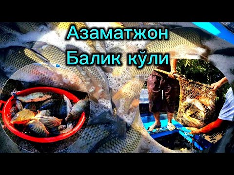 Видео: Азаматжон кўлида балик ови